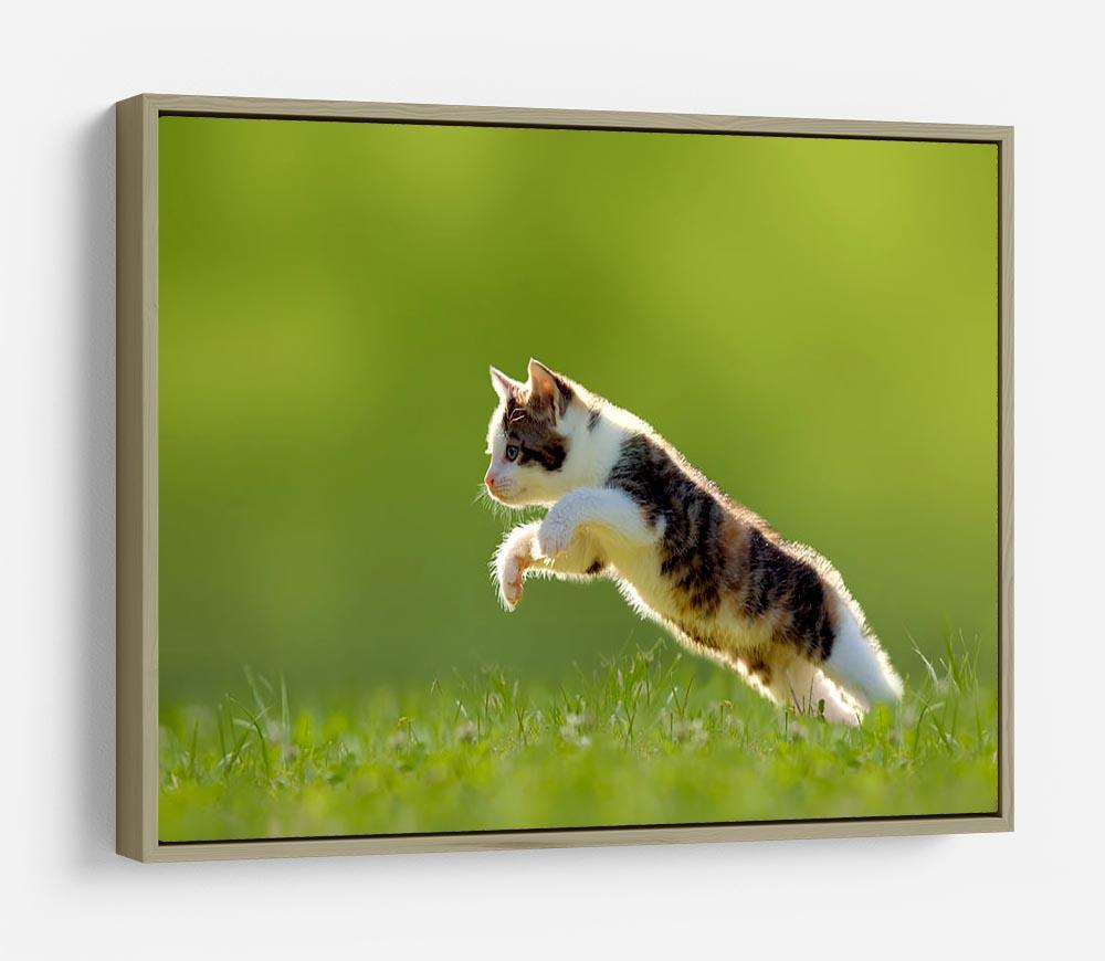 young cat jumps over a meadow in the backlit HD Metal Print - Canvas Art Rocks - 8